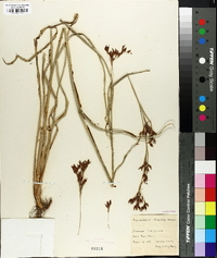 Rhynchospora stipitata image