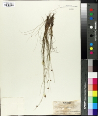 Rhynchospora wrightiana image