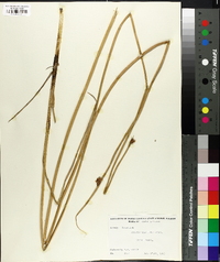 Schoenoplectus americanus image