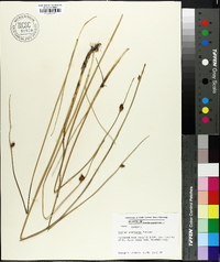 Schoenoplectus americanus image