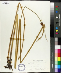 Schoenoplectus americanus image