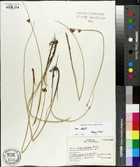 Schoenoplectus americanus image