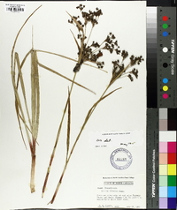 Scirpus expansus image