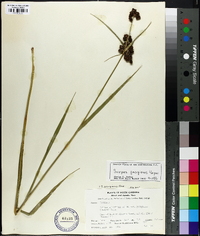 Scirpus georgianus image