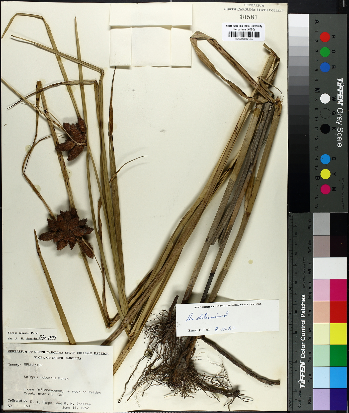 Bolboschoenus robustus image