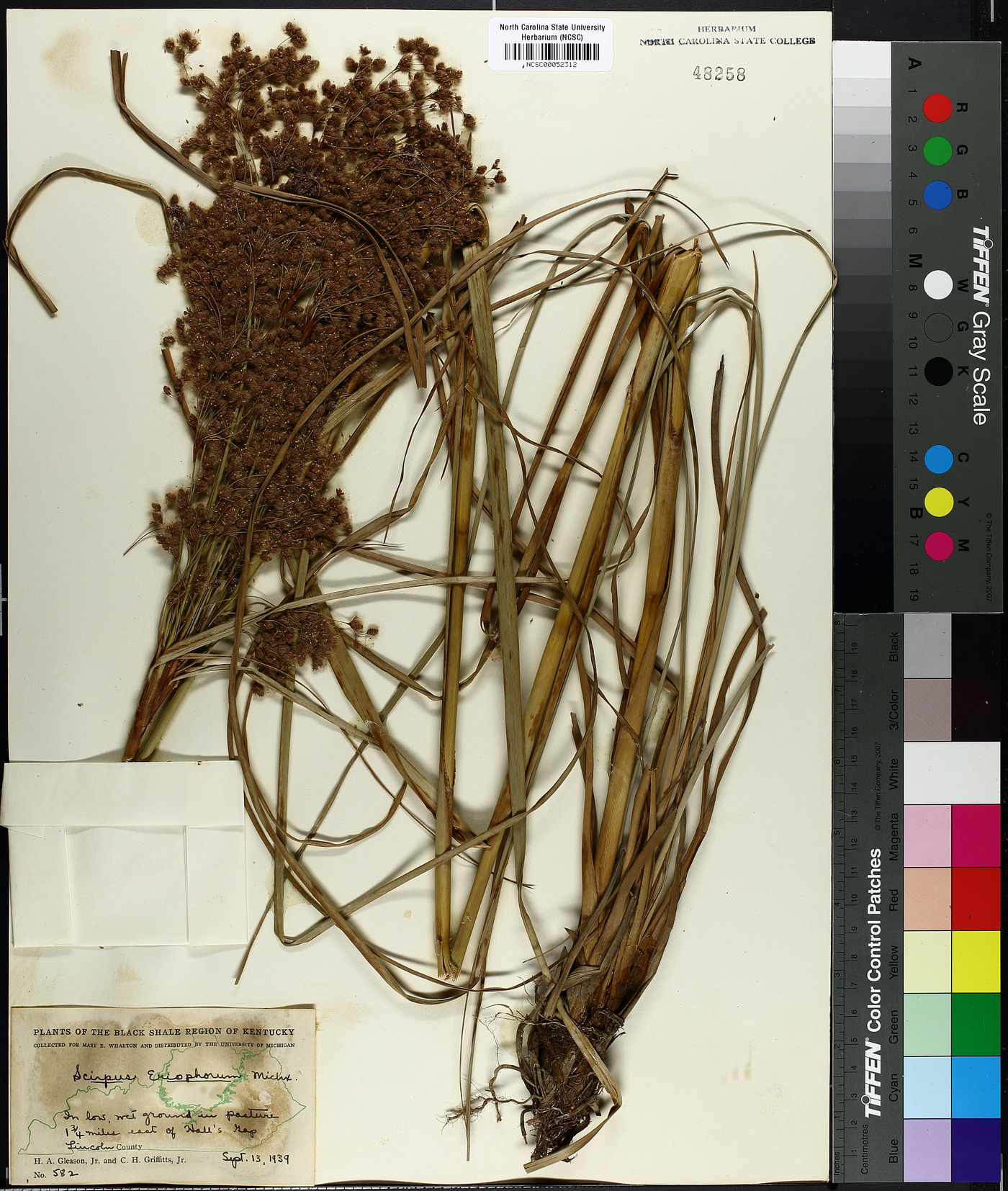 Scirpus eriophorum image