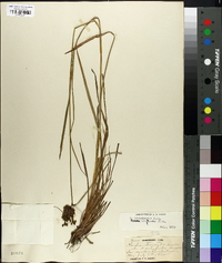 Scirpus atrocinctus image