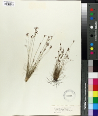 Bulbostylis capillaris subsp. capillaris image