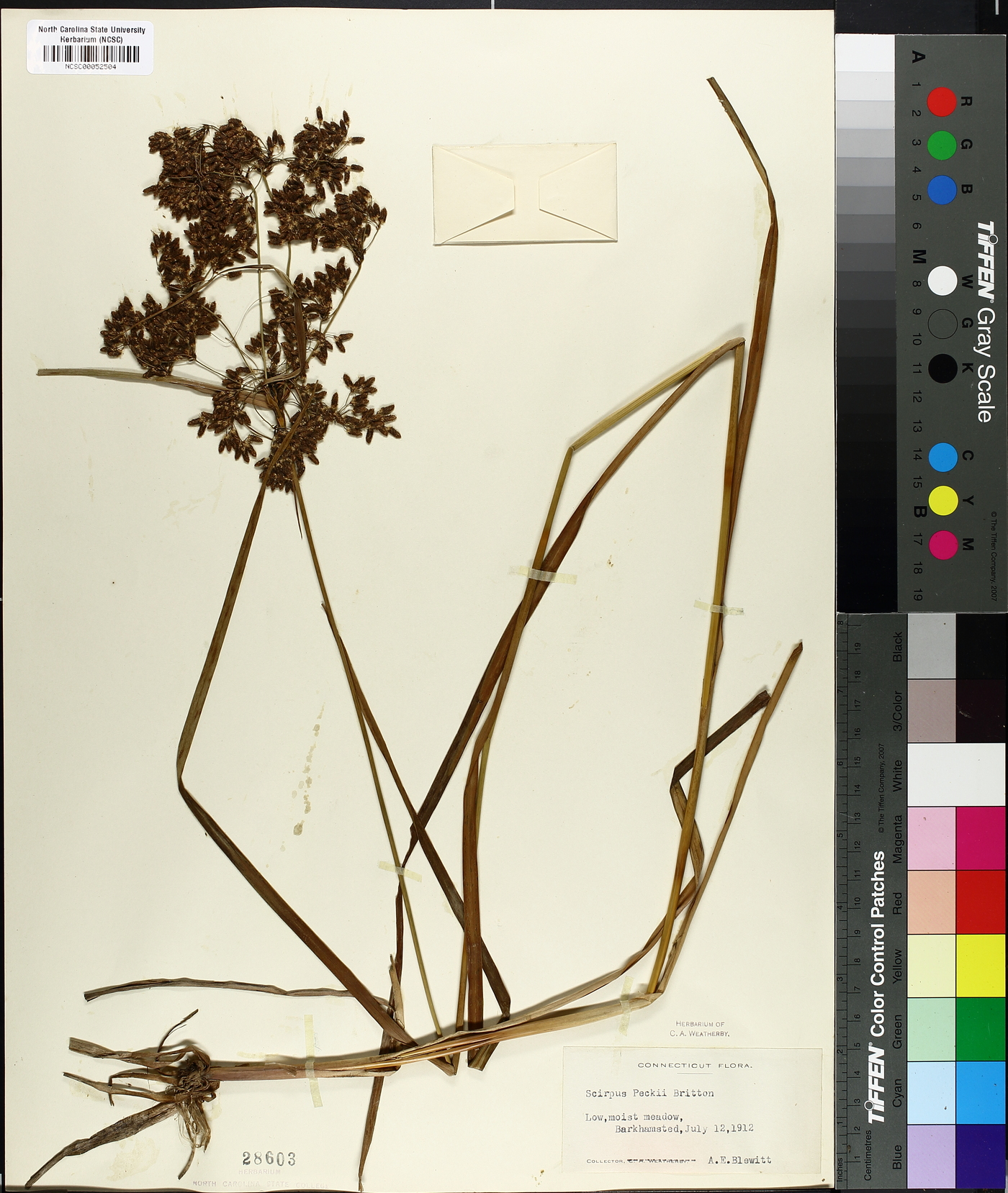 Scirpus peckii image