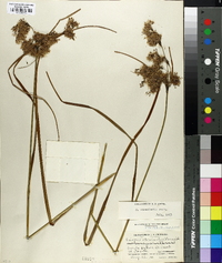 Scirpus atrocinctus image