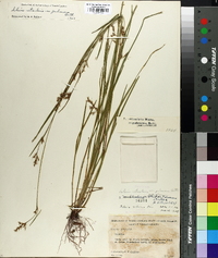 Scleria reticularis image