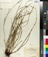 Scleria oligantha image