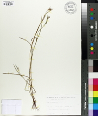 Scleria reticularis image