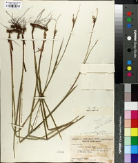 Scleria triglomerata image