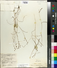 Scleria verticillata image