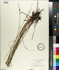 Scleria baldwinii image