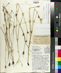 Scleria reticularis image