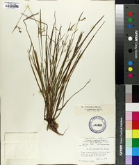 Scleria reticularis image