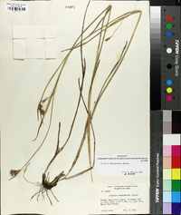 Scleria triglomerata image