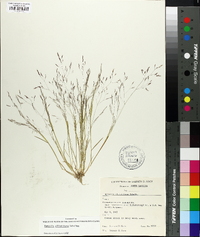 Agrostis elliottiana image