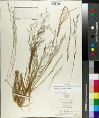 Agrostis elliottiana image