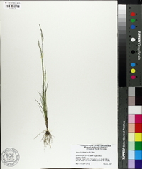 Agrostis elliottiana image