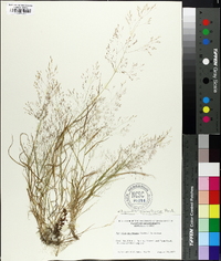 Image of Agrostis macrothyrsa