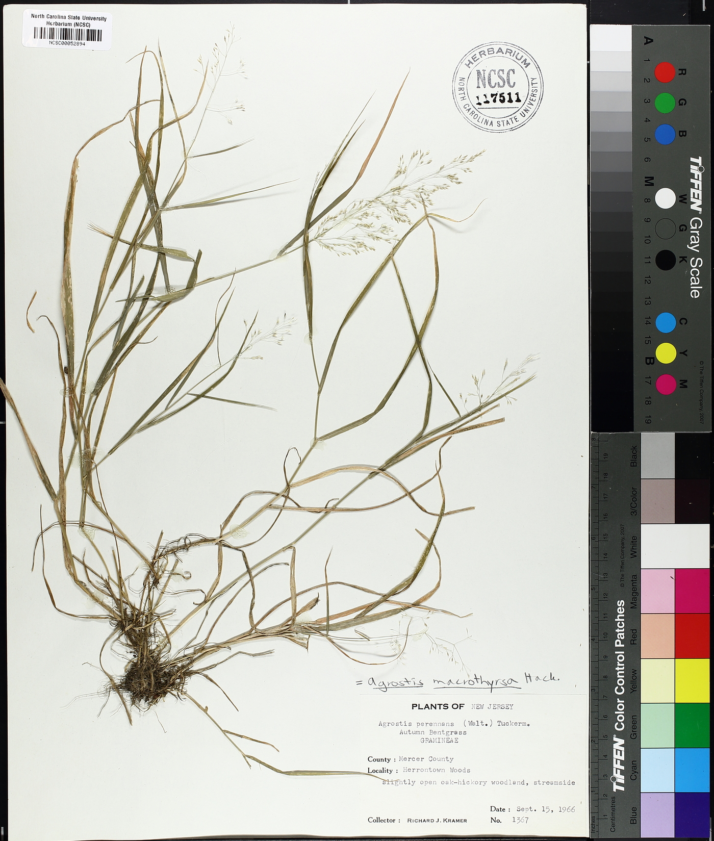 Agrostis macrothyrsa image