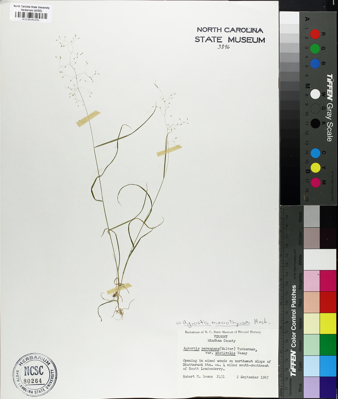 Agrostis macrothyrsa image