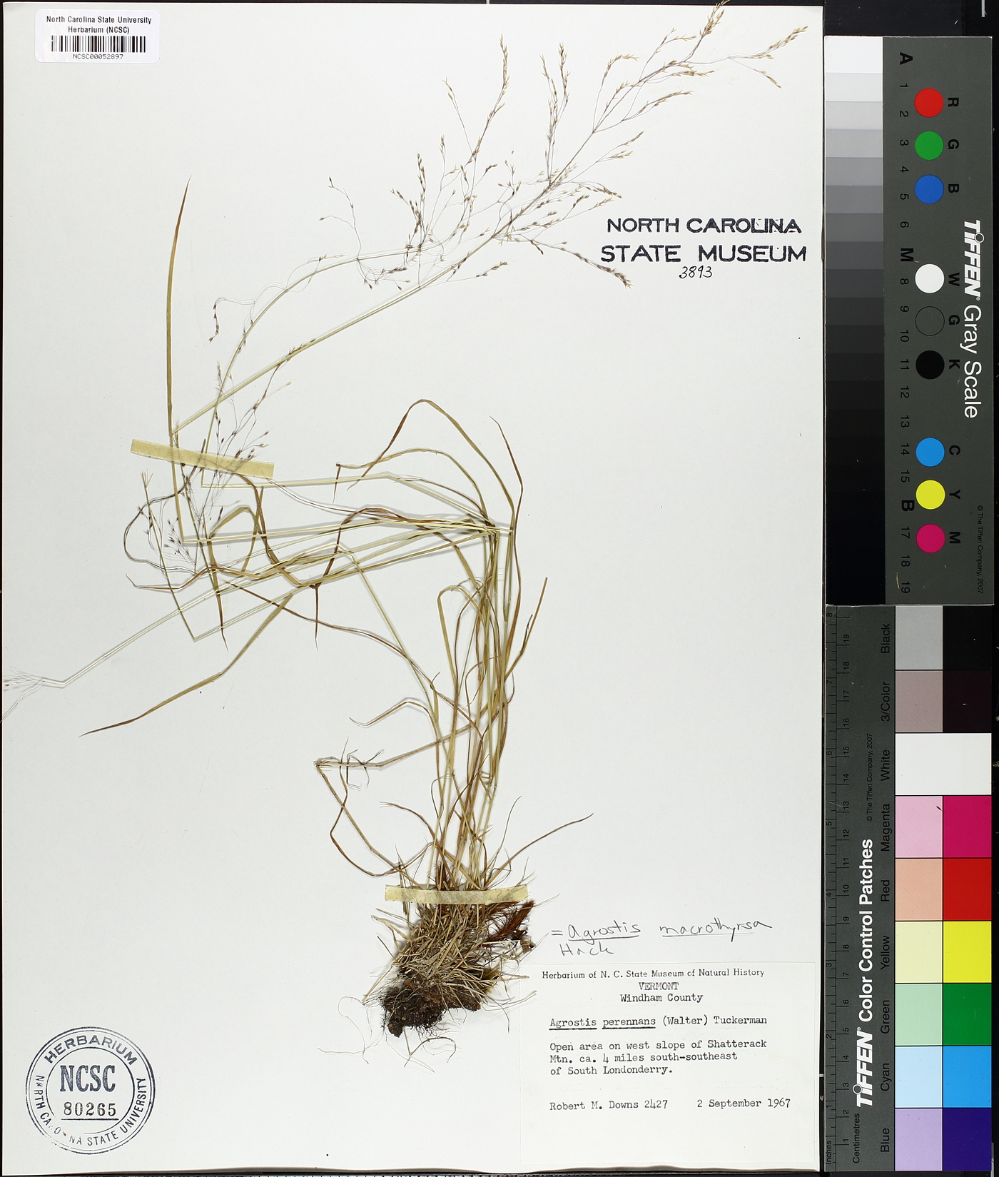 Agrostis macrothyrsa image