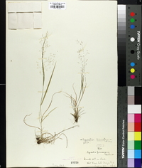 Agrostis macrothyrsa image