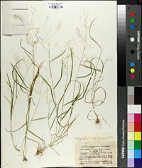 Agrostis macrothyrsa image