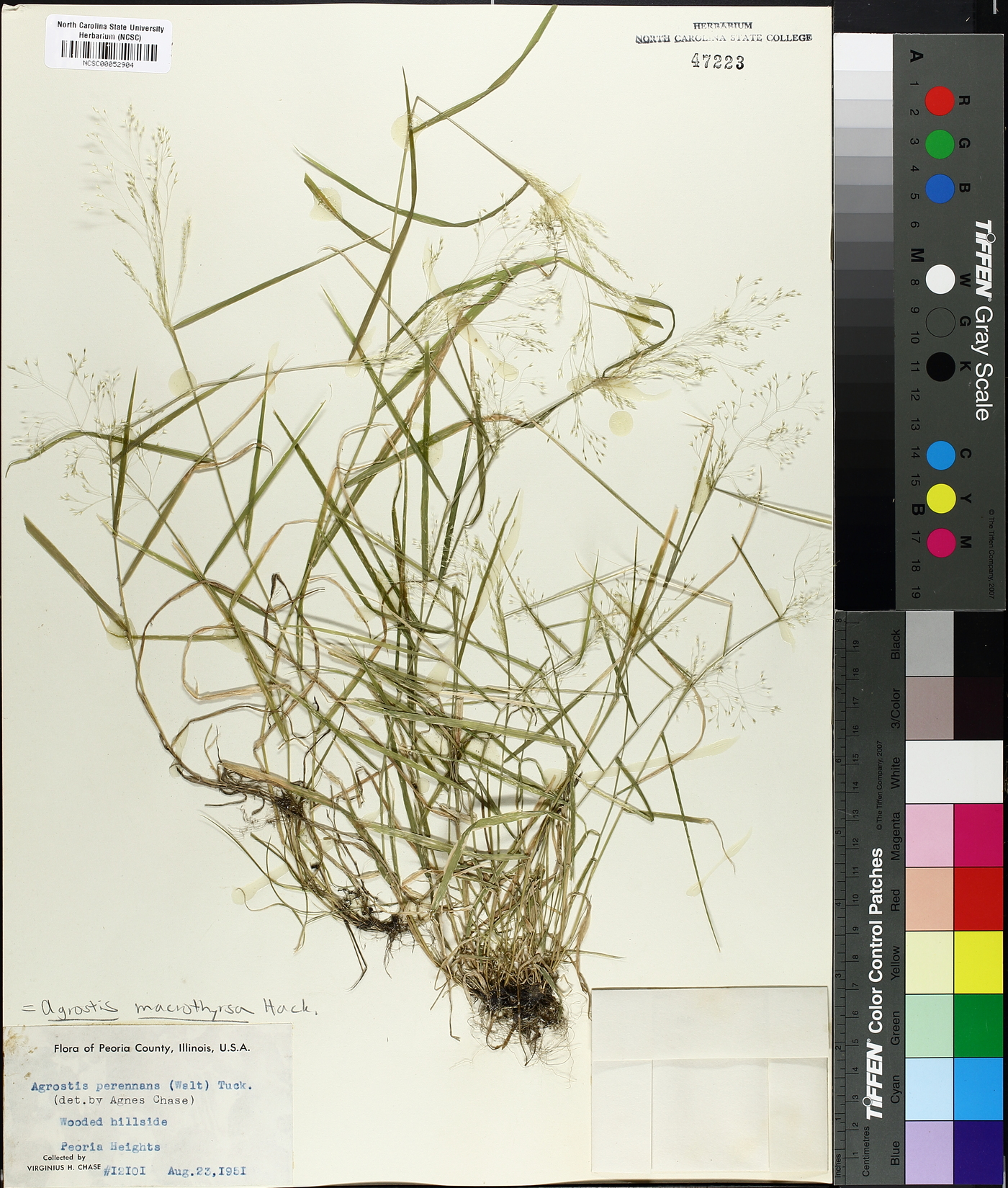 Agrostis macrothyrsa image