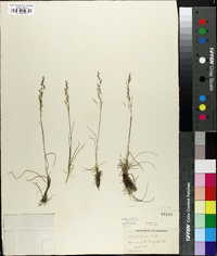 Agrostis mertensii image