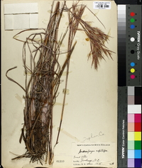 Andropogon capillipes image