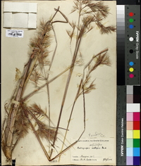 Andropogon capillipes image