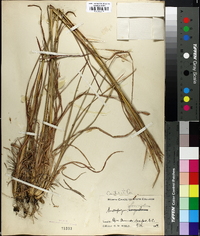 Andropogon glomeratus image