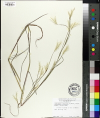 Andropogon ternarius image