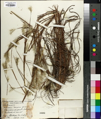 Andropogon ternarius image