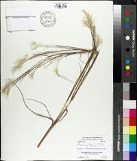 Andropogon ternarius image