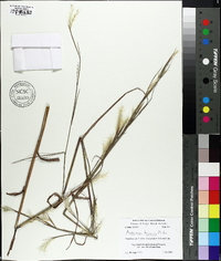 Andropogon ternarius image