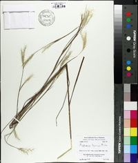 Andropogon ternarius image