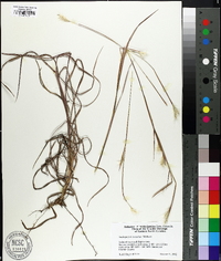 Andropogon ternarius image