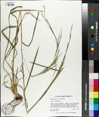 Andropogon ternarius image