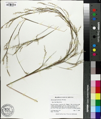 Andropogon ternarius image