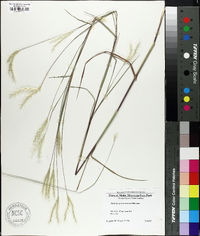 Andropogon ternarius image