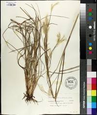 Andropogon ternarius image