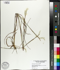 Andropogon ternarius image