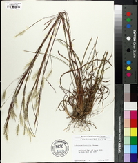 Andropogon ternarius image