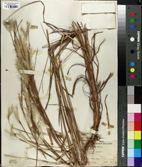 Andropogon ternarius image